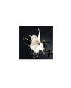 FOTO ·SPLASH· 100x100